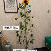 画像538