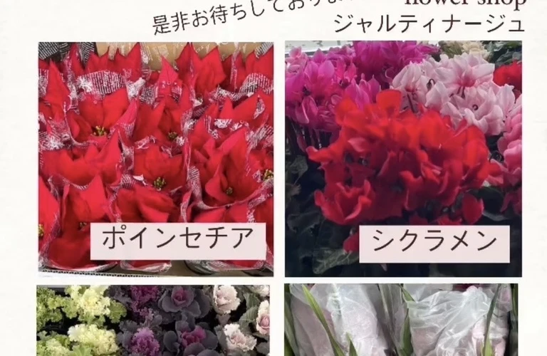 今週はお花の販売があります。